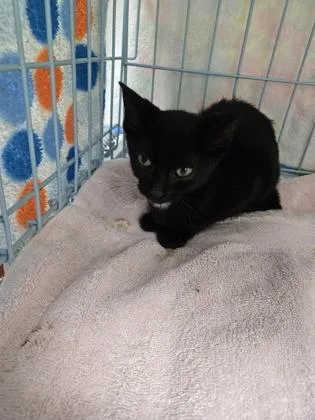 A baby small-sized female Domestic Short Hair cat named Wilma for adoption in Gainesville, FL