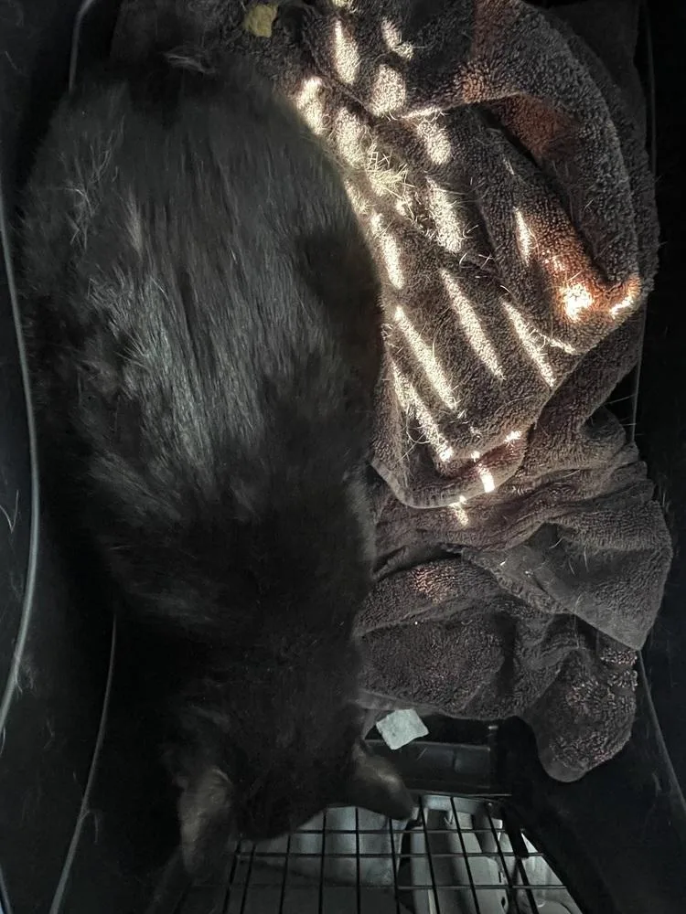 An adult medium-sized male Domestic Short Hair cat named Rocky for adoption in Chicago, IL