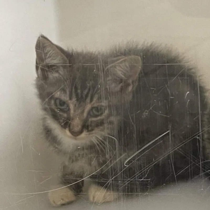 A baby small-sized male Brown / Chocolate Domestic Short Hair cat named Gumbo for adoption in Columbus, GA