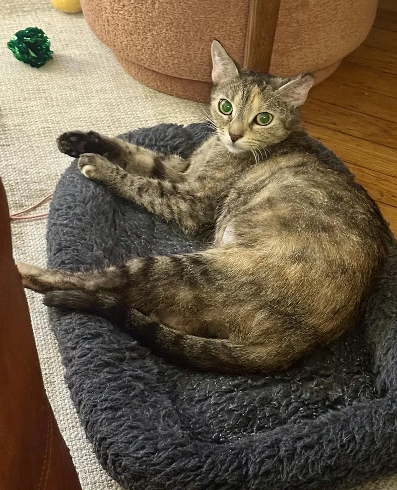 A young medium-sized female American Shorthair cat named Crispy for adoption in Brooklyn, NY