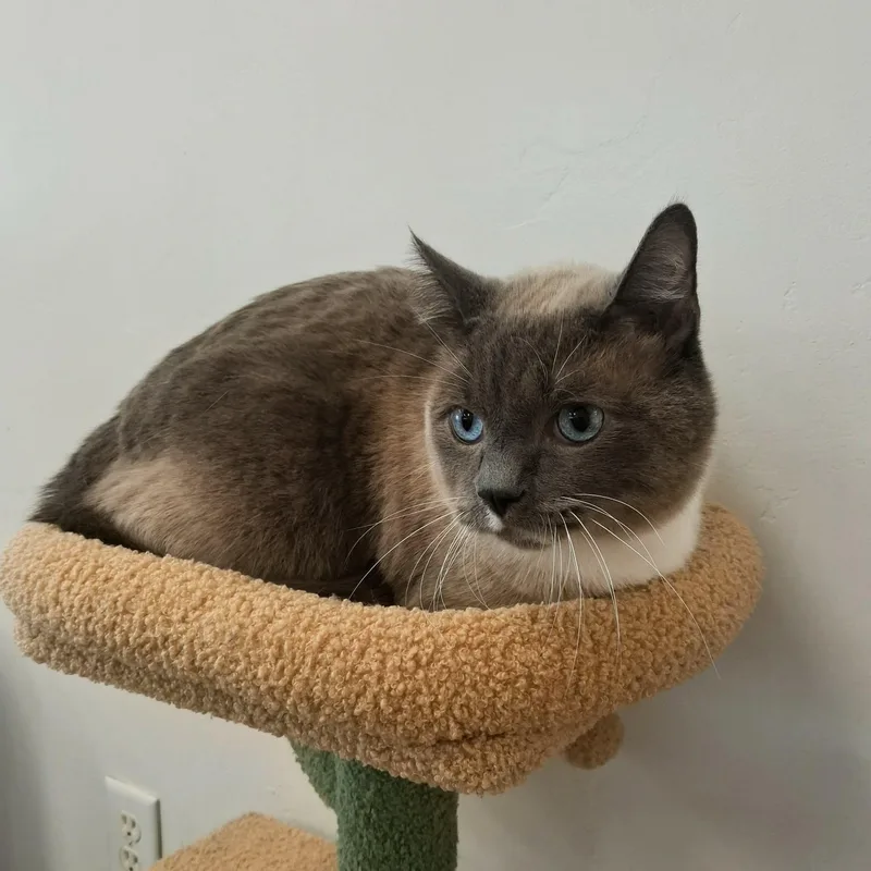 Simon
