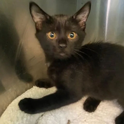 A baby small-sized female Black Domestic Short Hair cat named Bright for adoption in Dayton, OH
