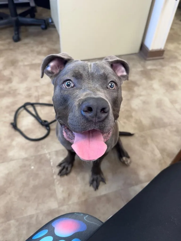 Blu