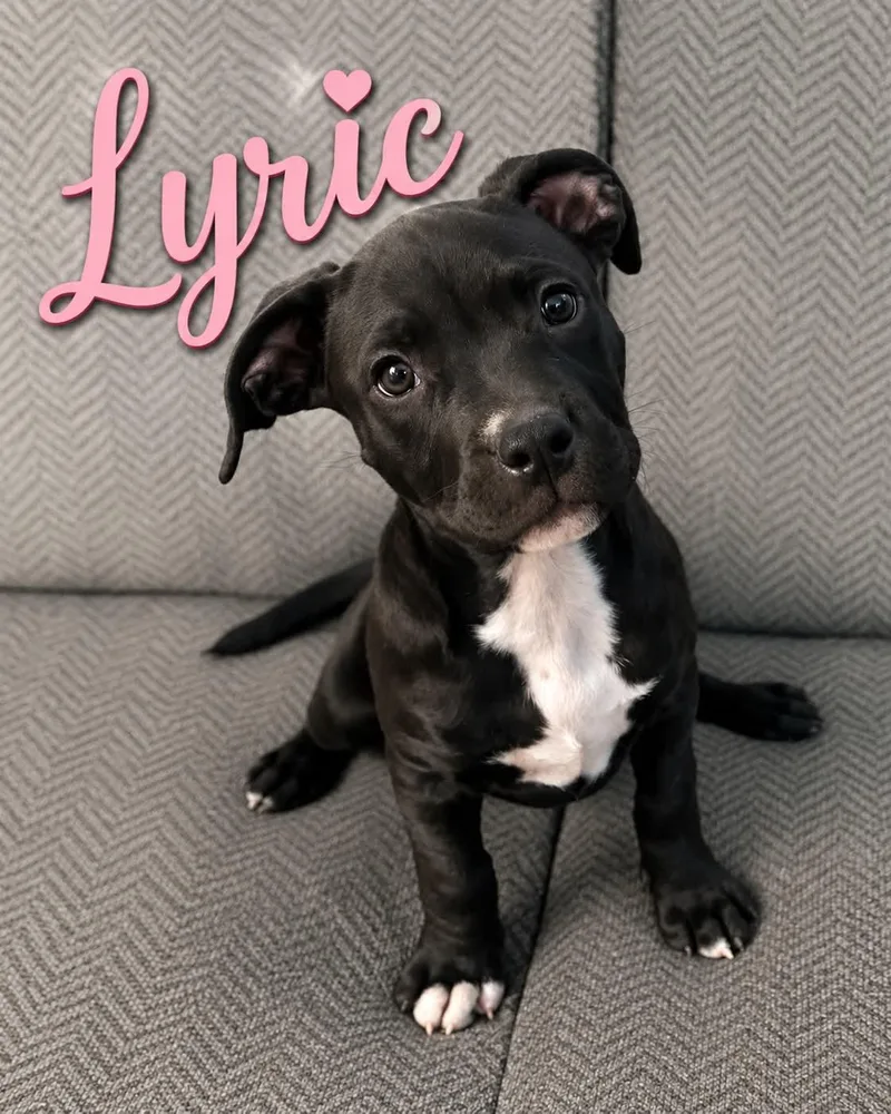 A young medium-sized female Black Mixed Breed dog named Lyric for adoption in Hop Bottom, PA