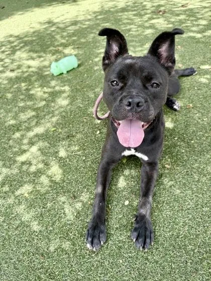 A young medium-sized female Terrier dog named Chiquita for adoption in Picayune, MS