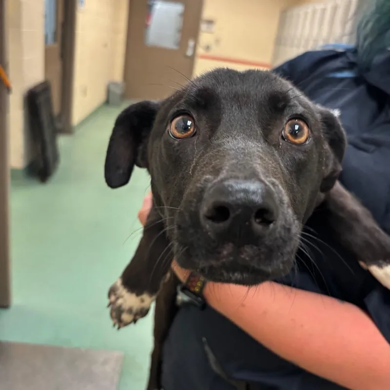 A young small-sized male Black Mixed Breed dog named Tootie for adoption in Memphis, TN