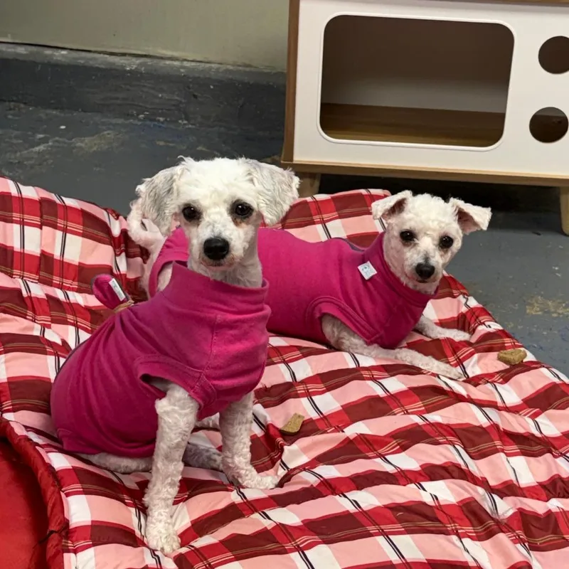 An adult small-sized female White / Cream Bichon Frise dog named Sparrow for adoption in Franklin, PA