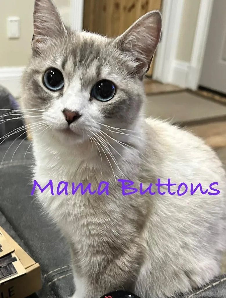 A young medium-sized female Domestic Short Hair cat named Buttons for adoption in Ogden, UT
