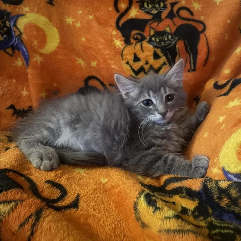 Jafar
