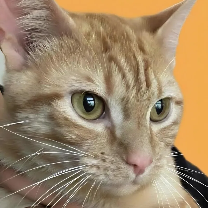 A young medium-sized male Orange & White Domestic Short Hair cat named Johnny for adoption in Wiggins, MS