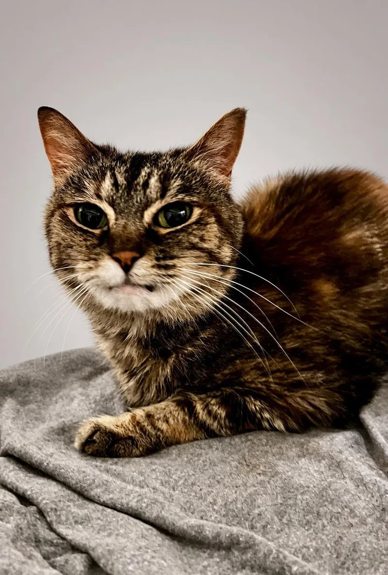 A senior medium-sized female Tabby (Gray / Blue / Silver) Domestic Short Hair cat named Ambyr for adoption in Sanford, NC