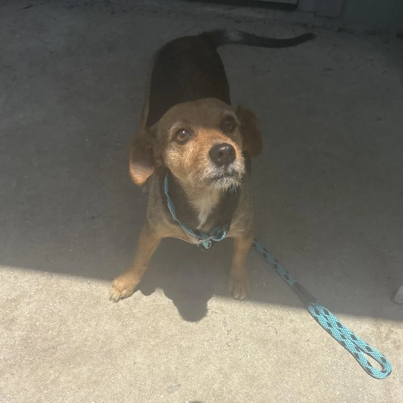 An adult small-sized female Brown / Chocolate Mixed Breed dog named Mindy for adoption in Naples, FL