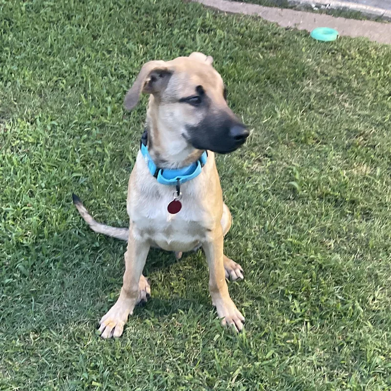 A baby medium-sized male Labrador Retriever dog named Asher Lee for adoption in Houston, TX
