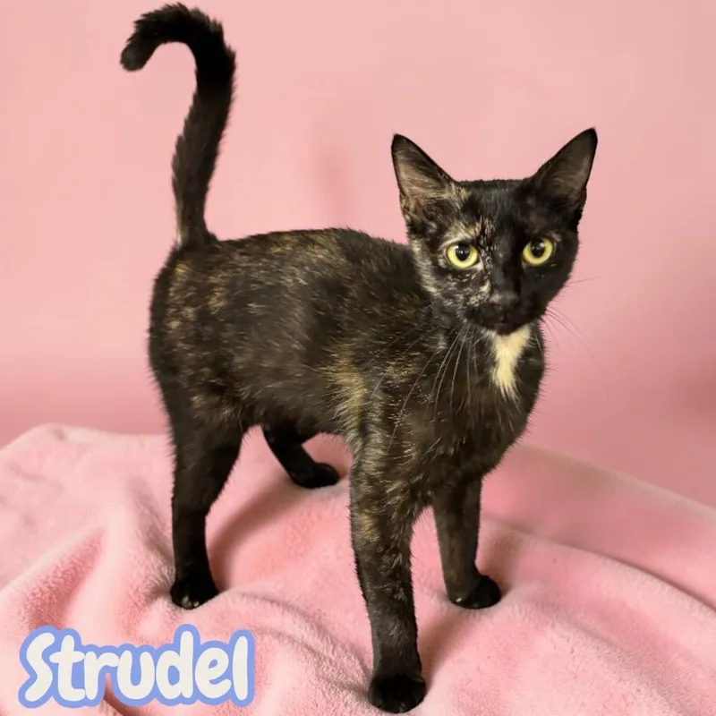 An adult medium-sized female Domestic Short Hair cat named Strudel for adoption in Sorrento, LA