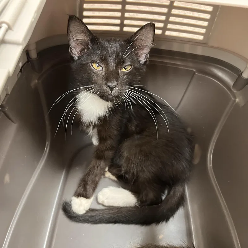 A young medium-sized female Gray / Blue / Silver Domestic Short Hair cat named Enoki for adoption in Saint Louis, MO
