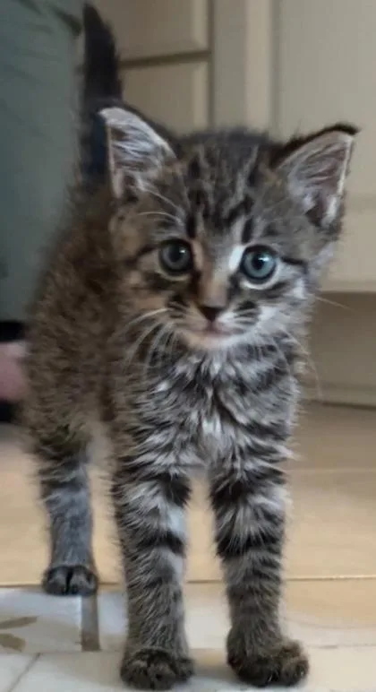 A baby small-sized female Domestic Short Hair cat named Meredith Gray for adoption in Cumming, GA