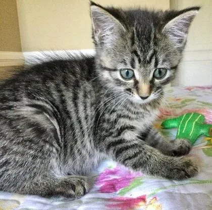 Meredith Gray thumbnail 2