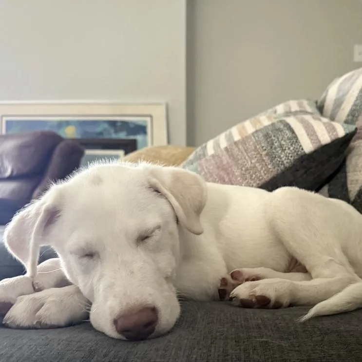 A baby large-sized male Labrador Retriever dog named Bit for adoption in Krum, TX