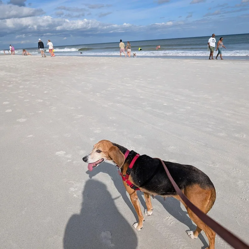 Daphne thumbnail 2