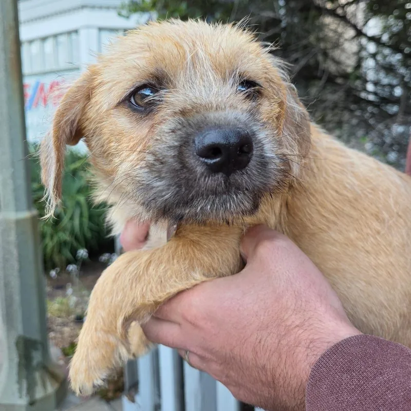 A baby small-sized male Yellow / Tan / Blond / Fawn Terrier dog named Brunson for adoption in Pacifica, CA