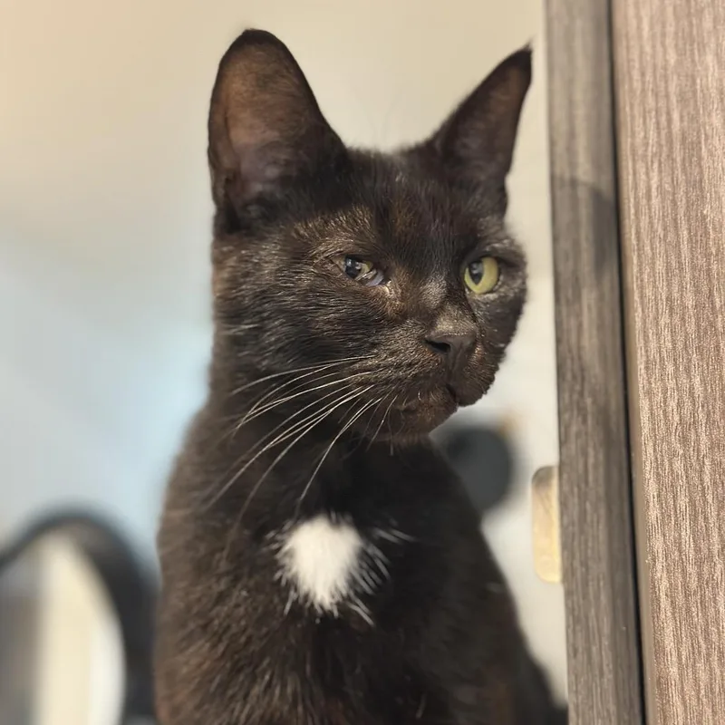 An adult medium-sized female Black Domestic Short Hair cat named Nurse Joy for adoption in Matteson, IL