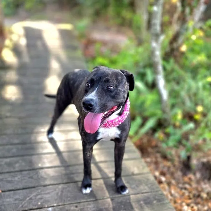 An adult medium-sized female Black Mixed Breed dog named Molly for adoption in Port Charlotte, FL