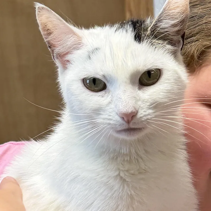 An adult medium-sized female White Domestic Short Hair cat named Catarina for adoption in Germansville, PA