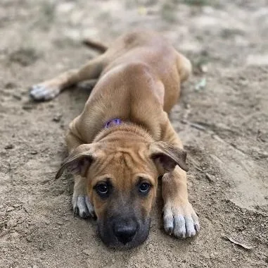A baby medium-sized male Yellow / Tan / Blond / Fawn Mixed Breed dog named Bud for adoption in Rossville, TN