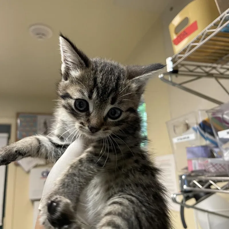 A baby small-sized female Brown / Chocolate Domestic Short Hair cat named Saturn for adoption in Pasadena, CA