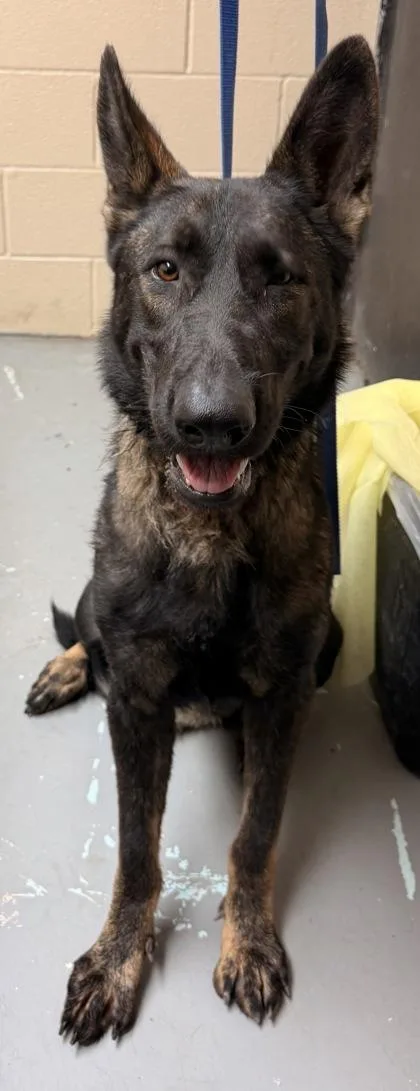 An adult large-sized female Black Shepherd dog named Ruby for adoption in Harlingen, TX