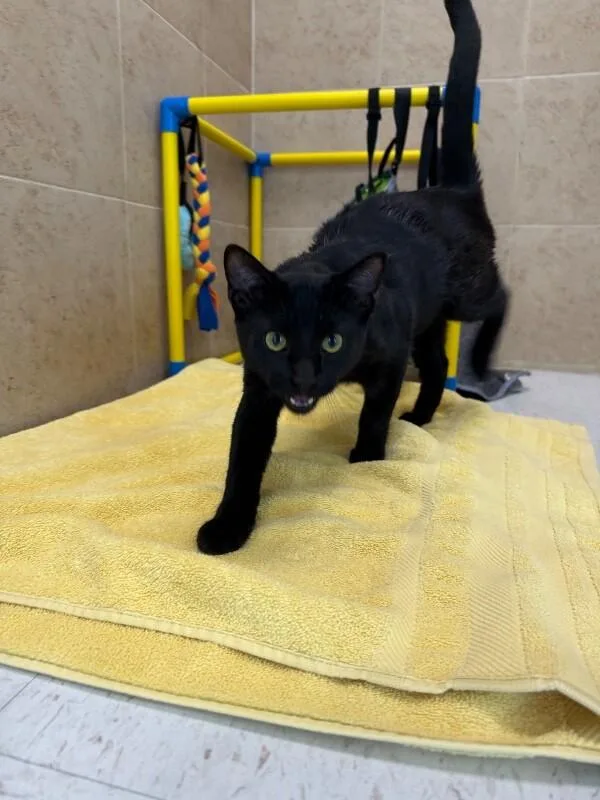 An adult medium-sized male Domestic Short Hair cat named Billie for adoption in Hobbs, NM