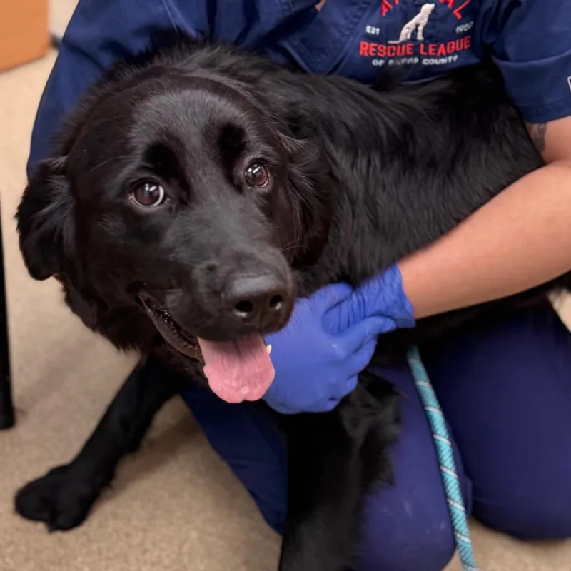 An adult small-sized female Black Labrador Retriever dog named Maggie for adoption in Birdsboro, PA