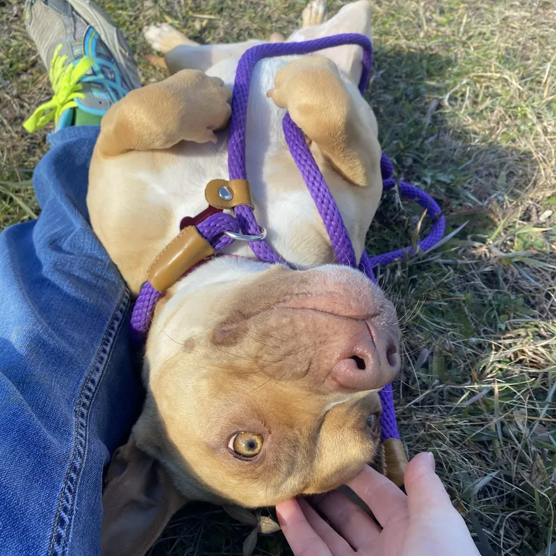 Chestnut thumbnail 2