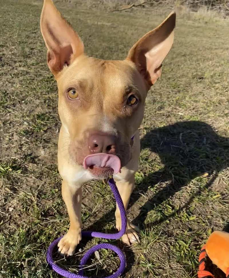 Chestnut thumbnail 3