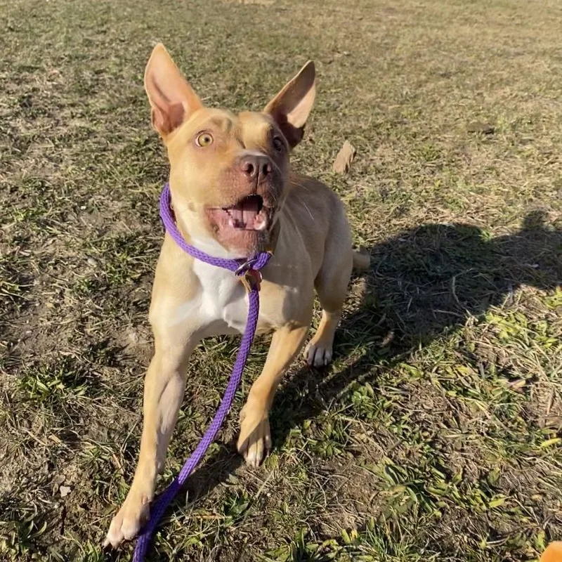 Chestnut thumbnail 5