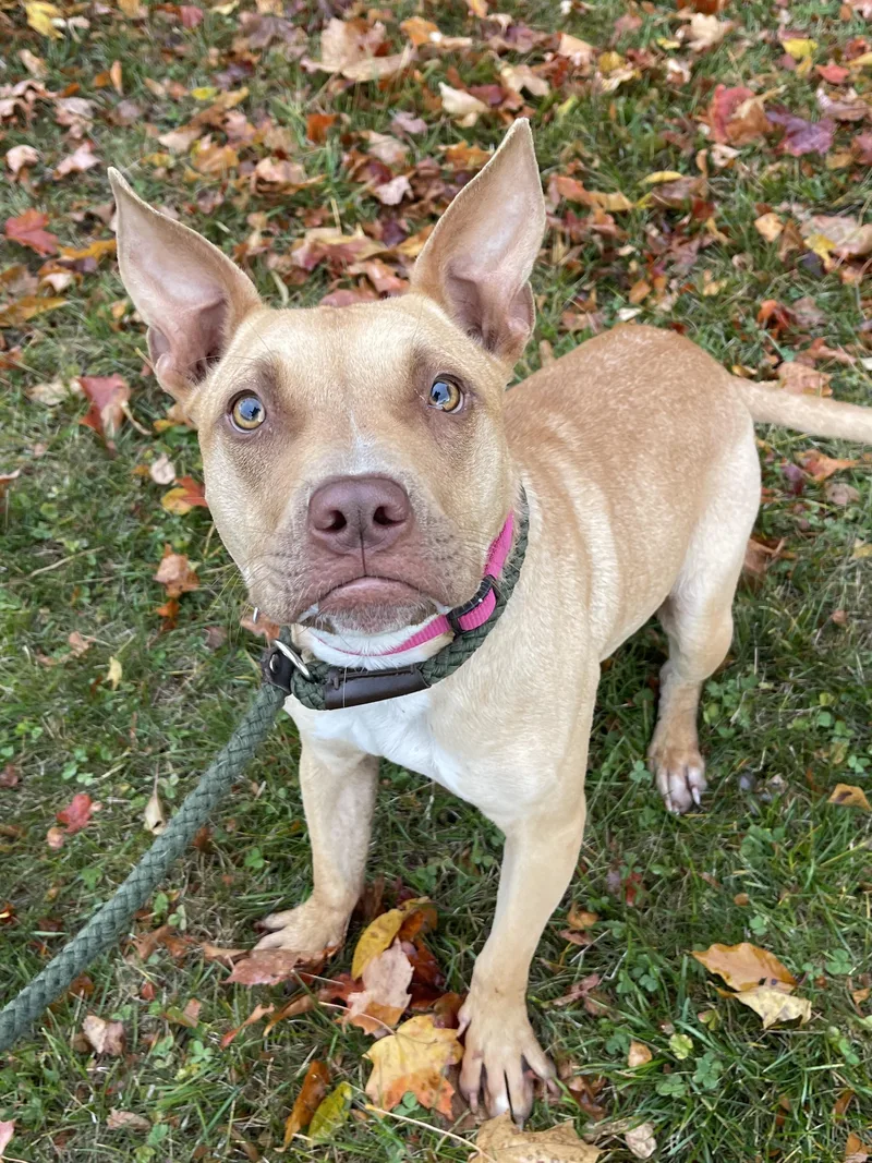 Chestnut thumbnail 6