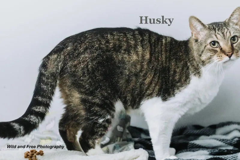 An adult medium-sized male Domestic Short Hair cat named Husky for adoption in Morehead, KY