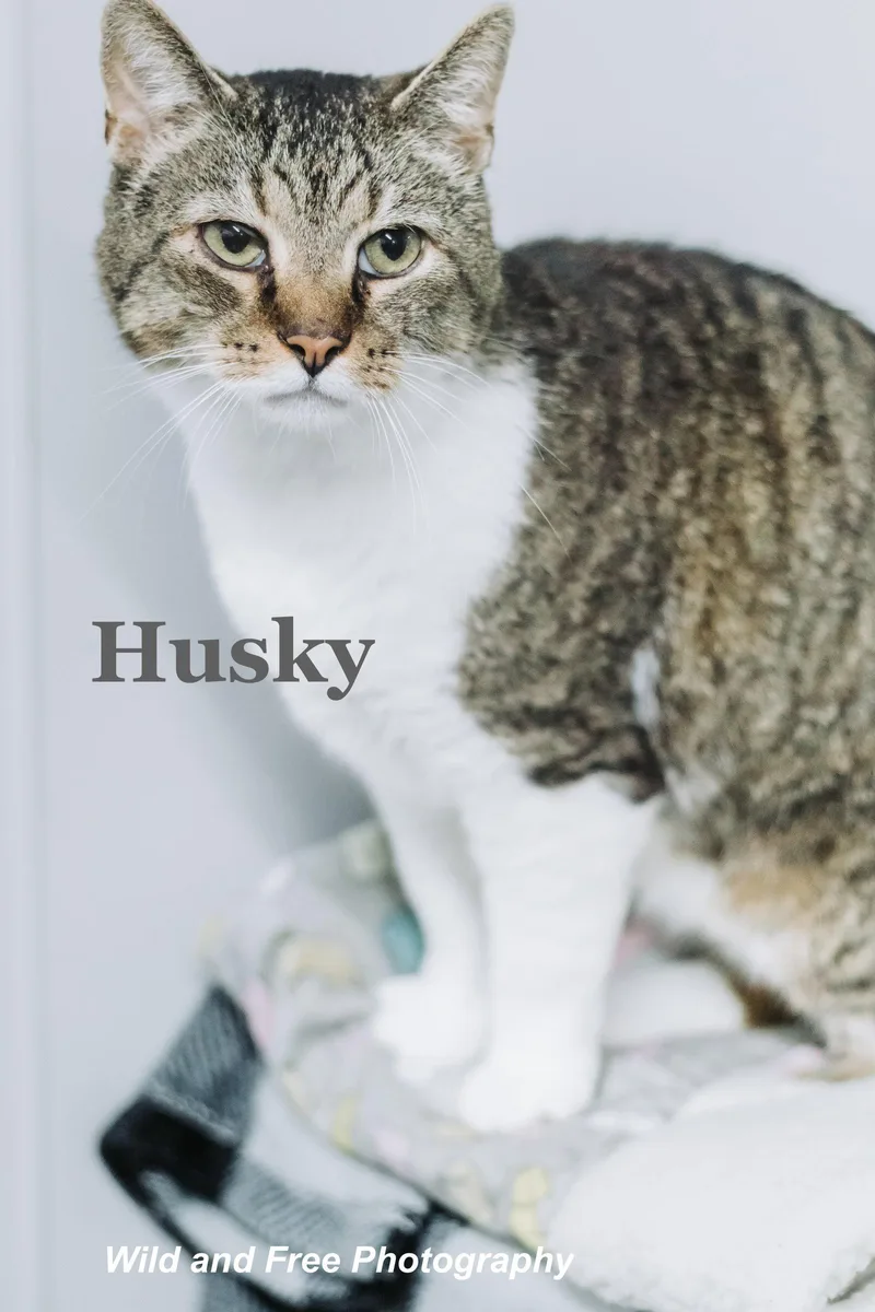Husky thumbnail 3