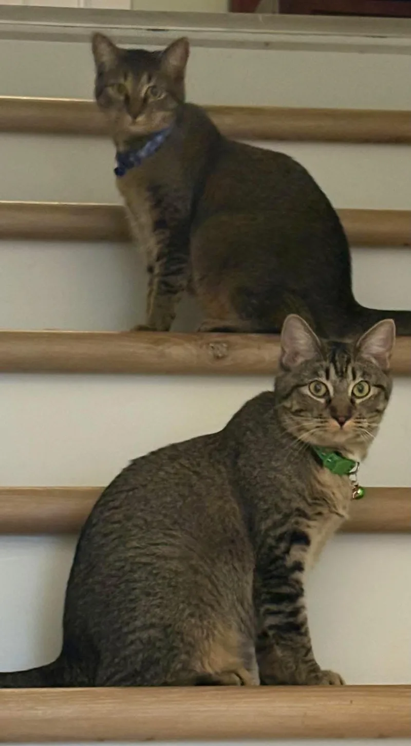 A young medium-sized female Tabby (Buff / Tan / Fawn) Domestic Short Hair cat named Ashley & Mellie for adoption in Richmond, VA