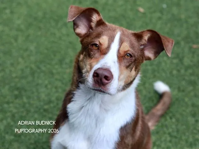An adult medium-sized male Brown / Chocolate Mixed Breed dog named Carbonara for adoption in Nashville, TN