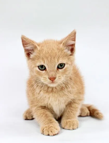 A baby small-sized male Domestic Medium Hair cat named Newt for adoption in Morton Grove, IL