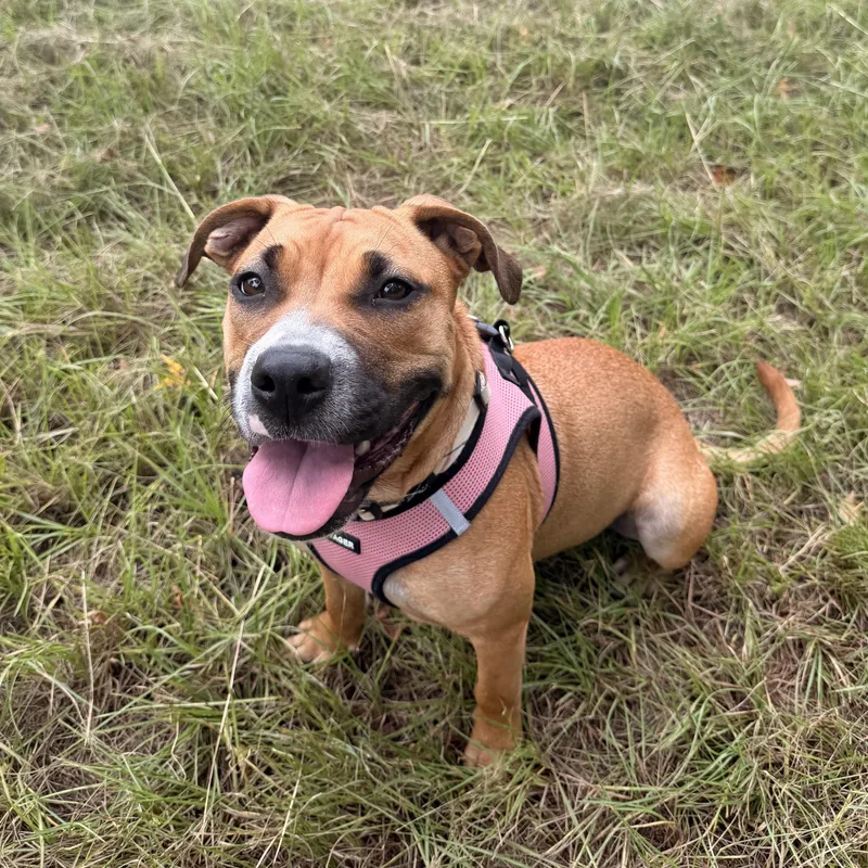 A young medium-sized female Tricolor (Brown, Black, & White) Boxer dog named Pup Pup for adoption in Columbia, SC