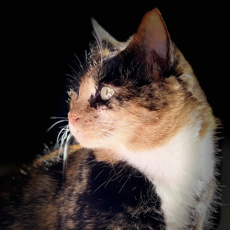 An adult medium-sized female Calico Domestic Short Hair cat named Evie for adoption in Los Angeles, CA