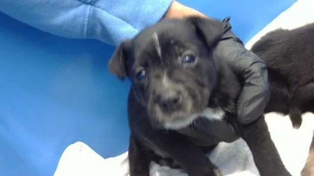 A baby medium-sized female Mixed Breed dog named Gigi for adoption in Dallas, TX