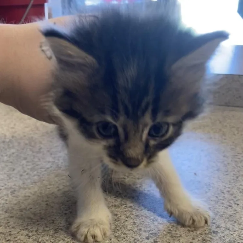 A baby small-sized female Domestic Medium Hair cat named Rockelle for adoption in Blue Ridge, GA