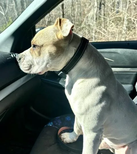 A young medium-sized male White / Cream American Bulldog dog named Albert for adoption in Andover, MA