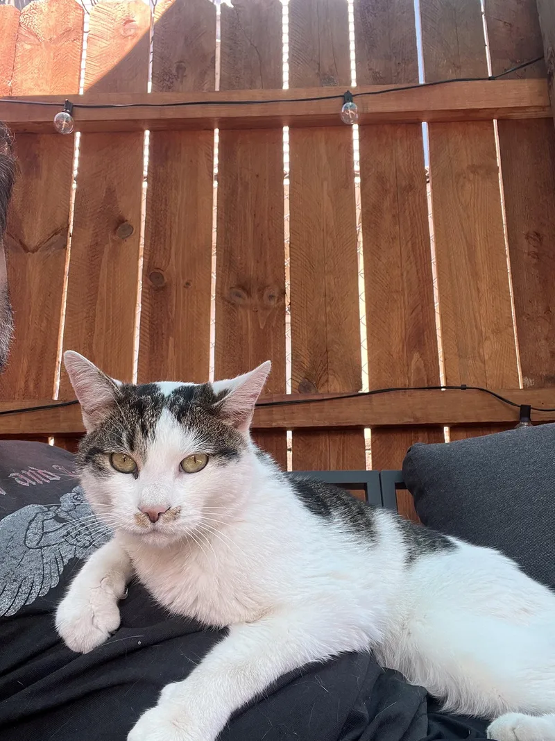 A young medium-sized male White Domestic Short Hair cat named Mr. Toad Addison for adoption in Philadelphia, PA