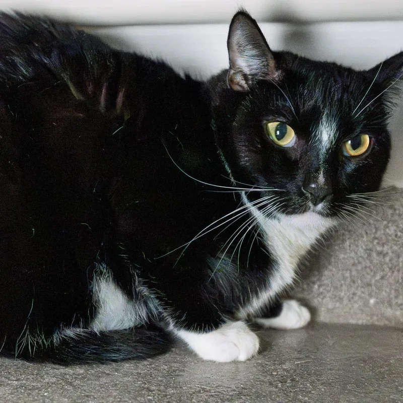 An adult large-sized male Black Domestic Short Hair cat named Beanie for adoption in South Elgin, IL