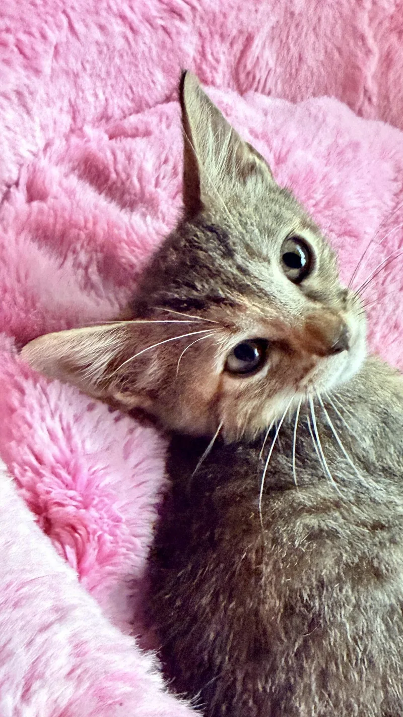 A baby small-sized female Tabby cat named Catareena for adoption in Cypress, TX