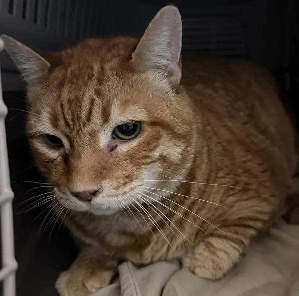 A senior medium-sized male Domestic Short Hair cat named Buddy for adoption in El Cajon, CA